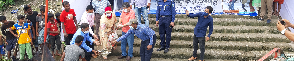 এমপি মহোদয় কর্তৃক তিতাস নদীতে পোনামাছ অবমুক্তকরণ