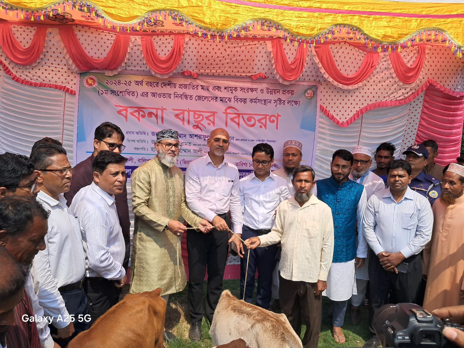 বকনা বাছুর বিতরণ