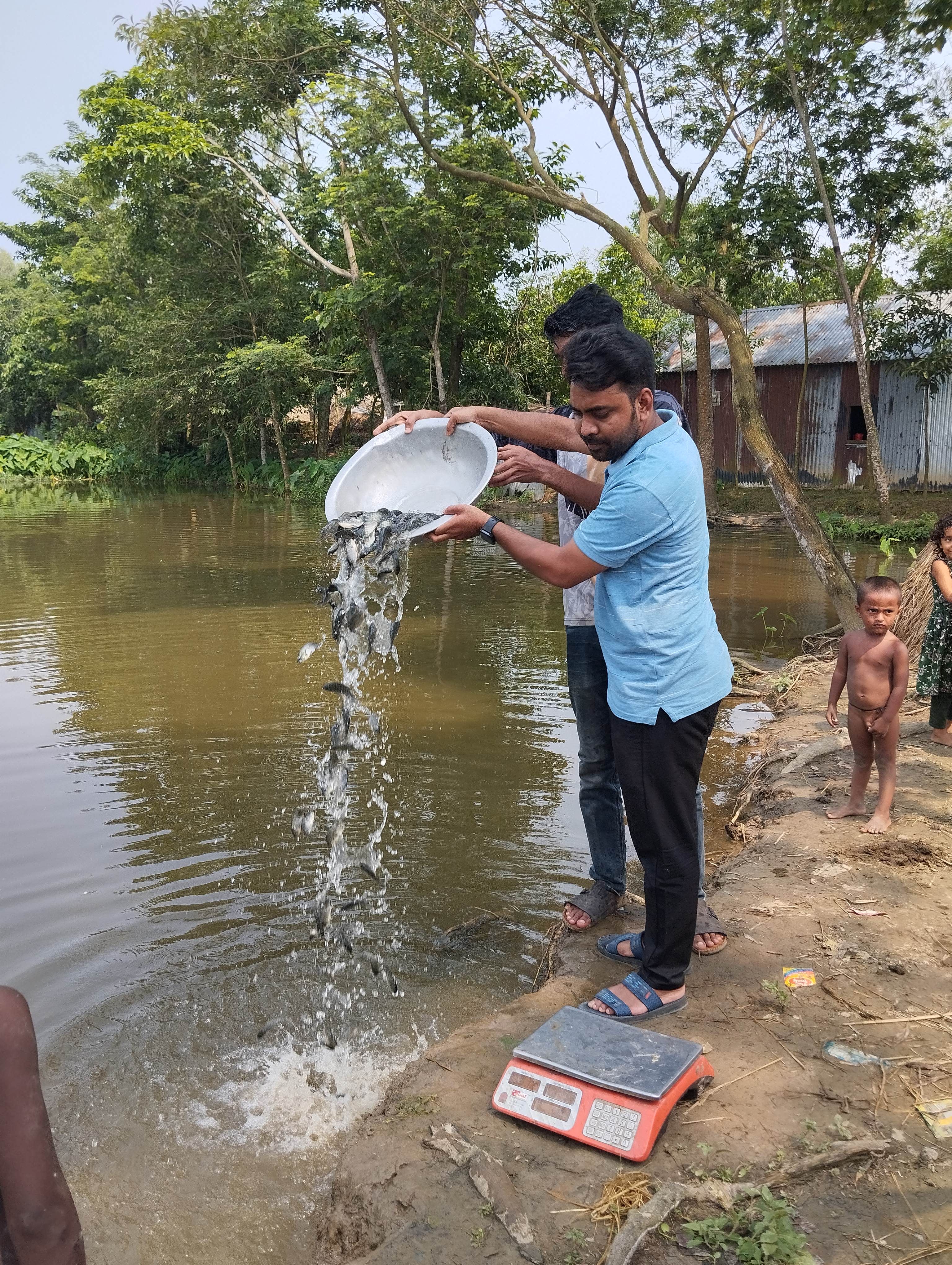 প্রদর্শনী পুকুরে পোনা মজুদকরণ