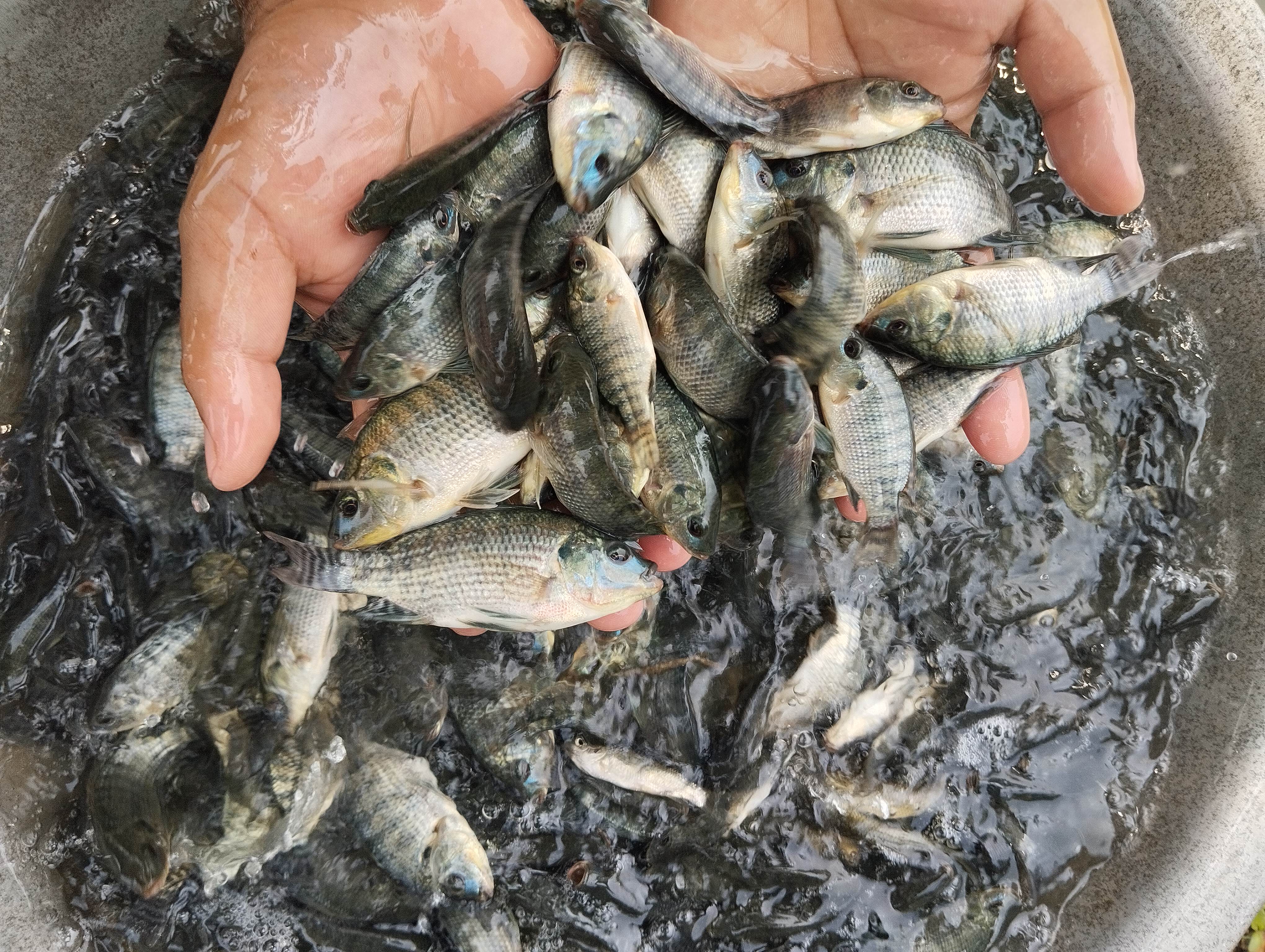 মৎস্য বিভাগের বাস্তবায়িত কার্যক্রম