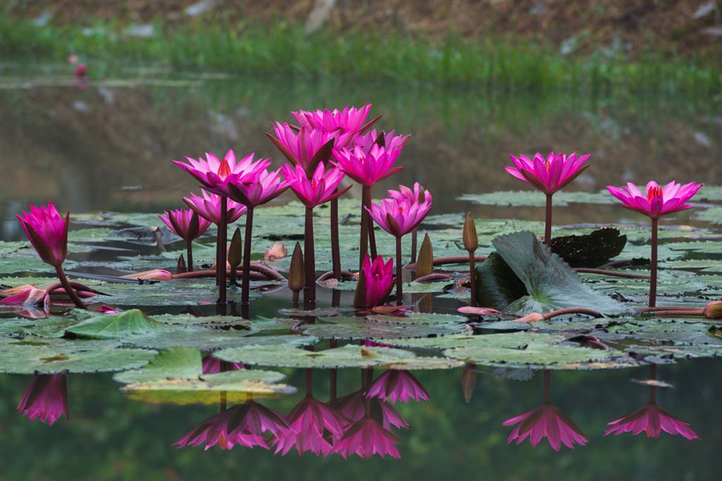 শাপলা ফুল