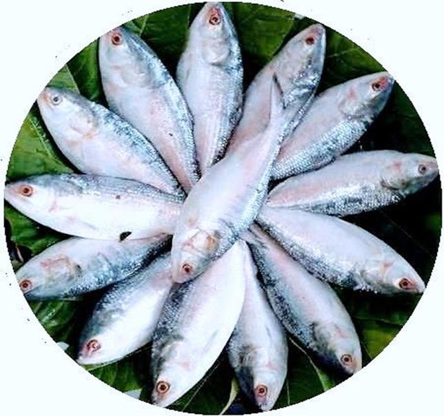 মা ইলিশ