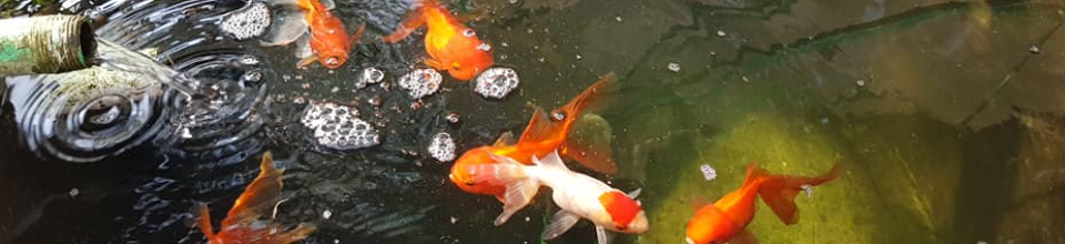 রঙিন বাহারি মাছের খামার