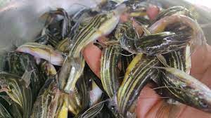 দেশীয় টেংরা