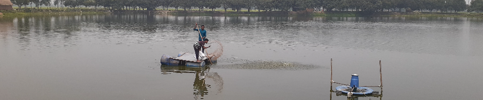 পুকুরে তেলাপিয়া মাছ সহ বিভিন্ন প্রজাতির মাছকে খাবার বিতরণ