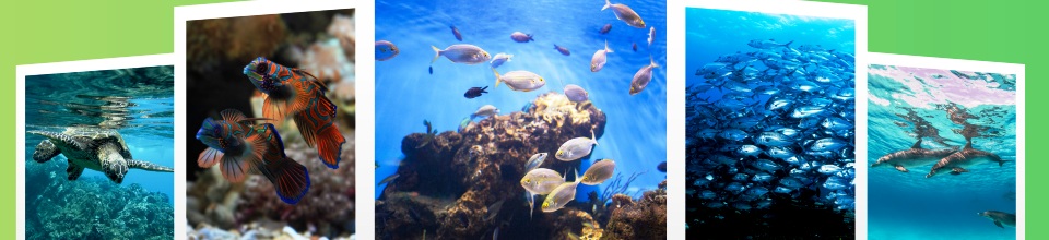 মৎস্য সমৃদ্ধ বাংলাদেশ