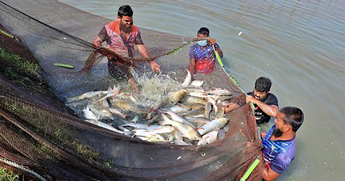 মৎস্য আহরন