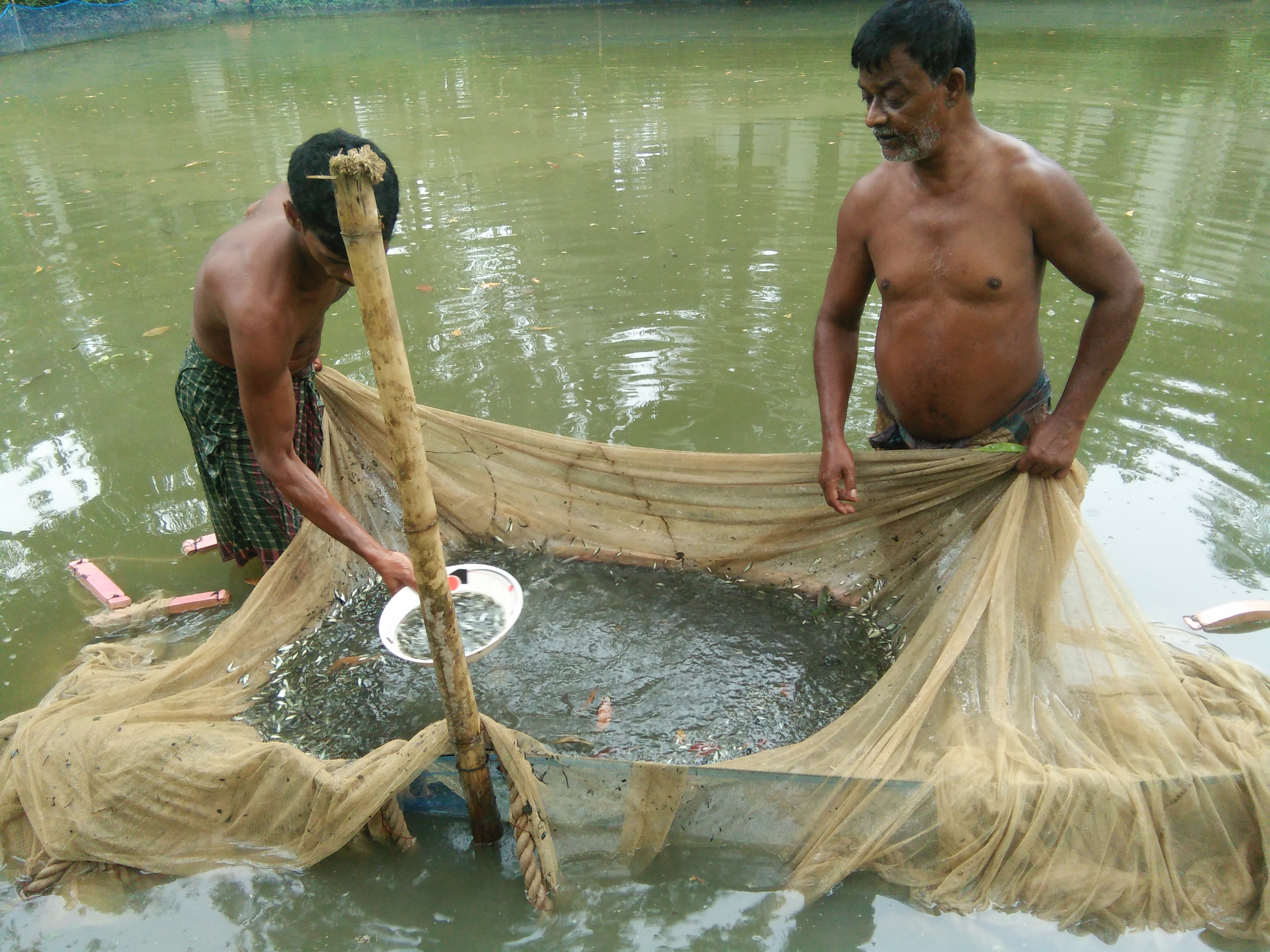 2024-2025 অর্থিক সালে বেলাব উপজেলায় বাস্তবায়িত বিল নার্সারি কার্যক্রমের কিছু স্থির চিত্র