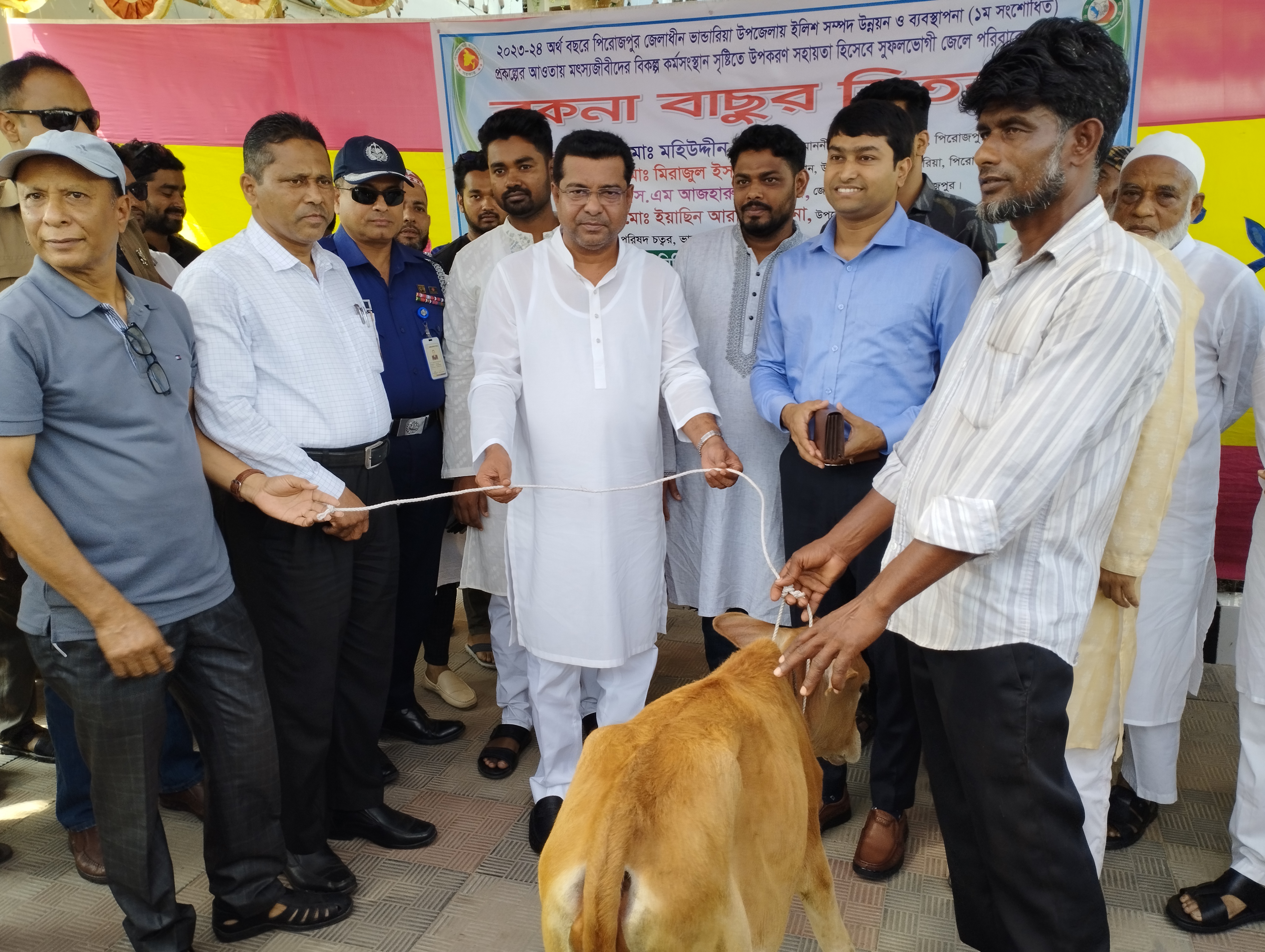 বকনা বাছুর বিতরন