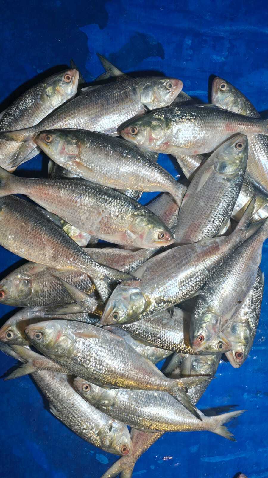 ইলিশ মাছ