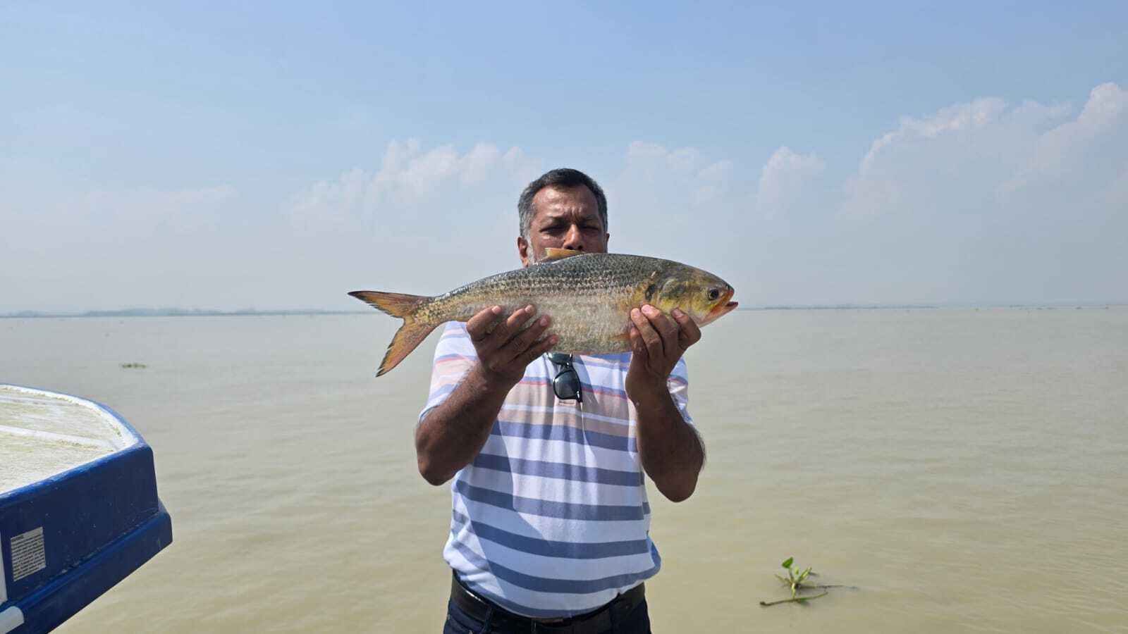 ইলিশ মাছ