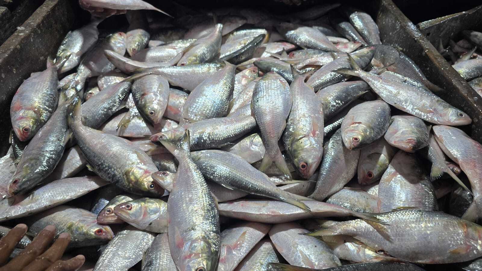 ইলিশ মাছ