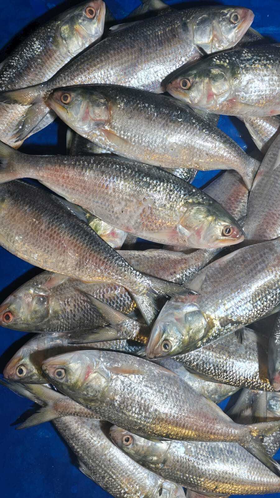 ইলিশ মাছ