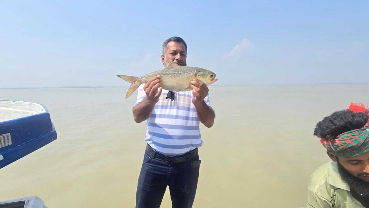 ইলিশ মাছ