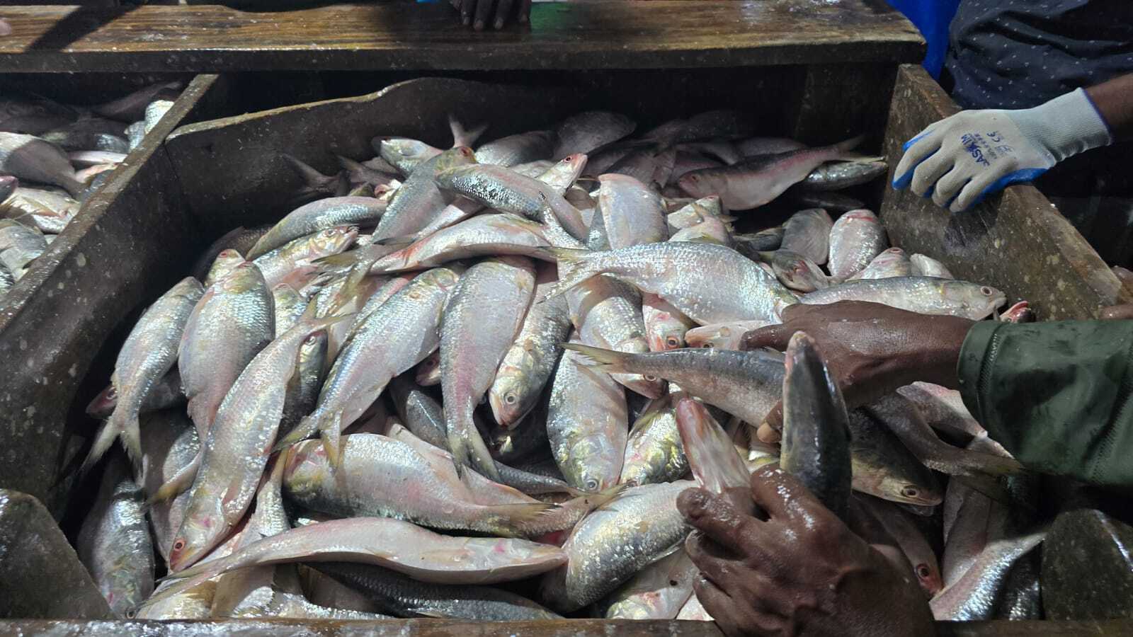 ইলিশ মাছ