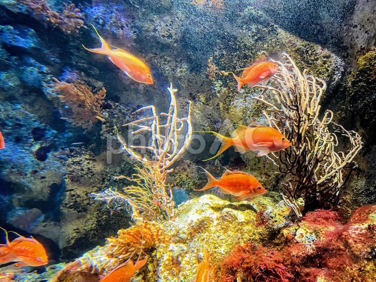 জাতীয় মৎস্য সপ্তাহ