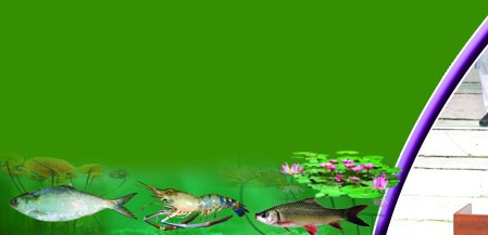 ব্যানার