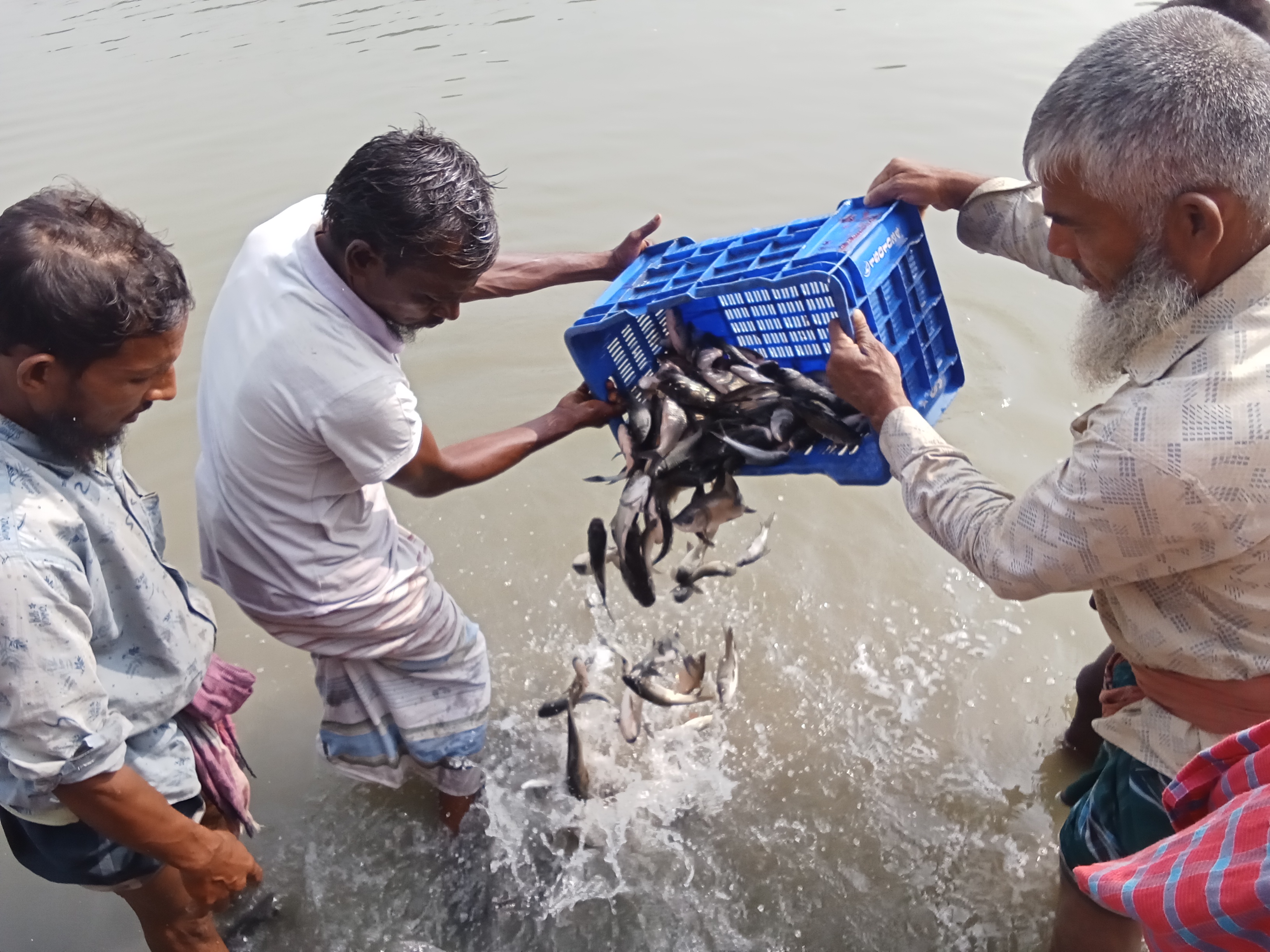 পোনা মাছ অবমুক্তকরণ