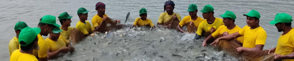 মোঃ মাসুদ রানা, মৎস্যচাষী, শিবগঞ্জ, চাঁপাইনবাবগঞ্জ