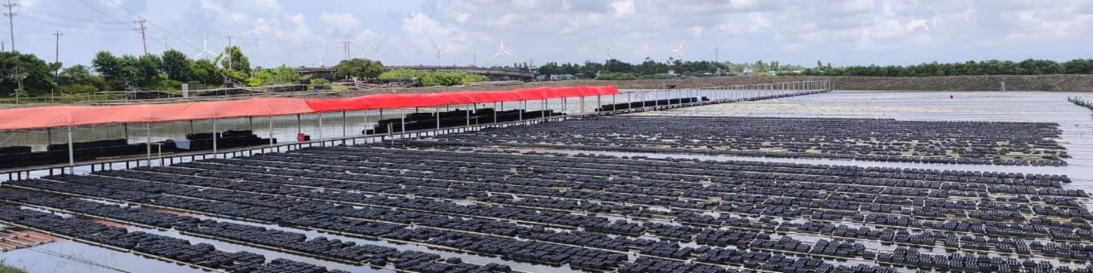 খাঁচায় কাঁকড়া চাষ