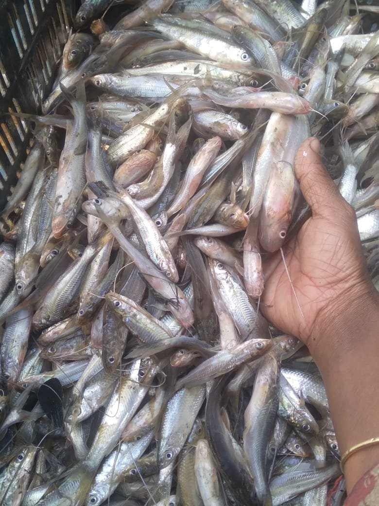 আহরিত গুলসা মাছ