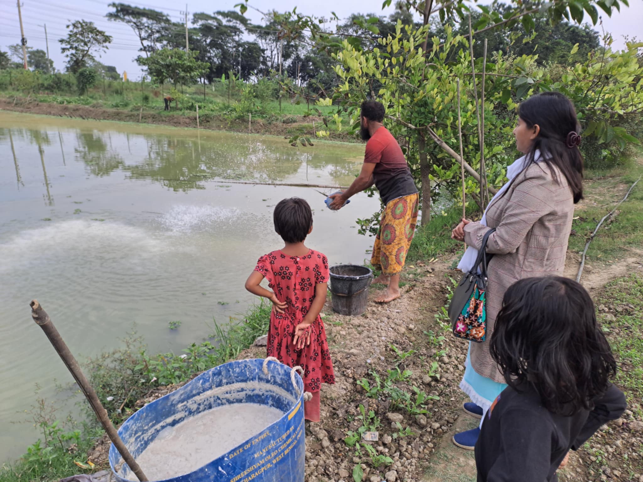 পুকুরে চুন প্রয়োগ
