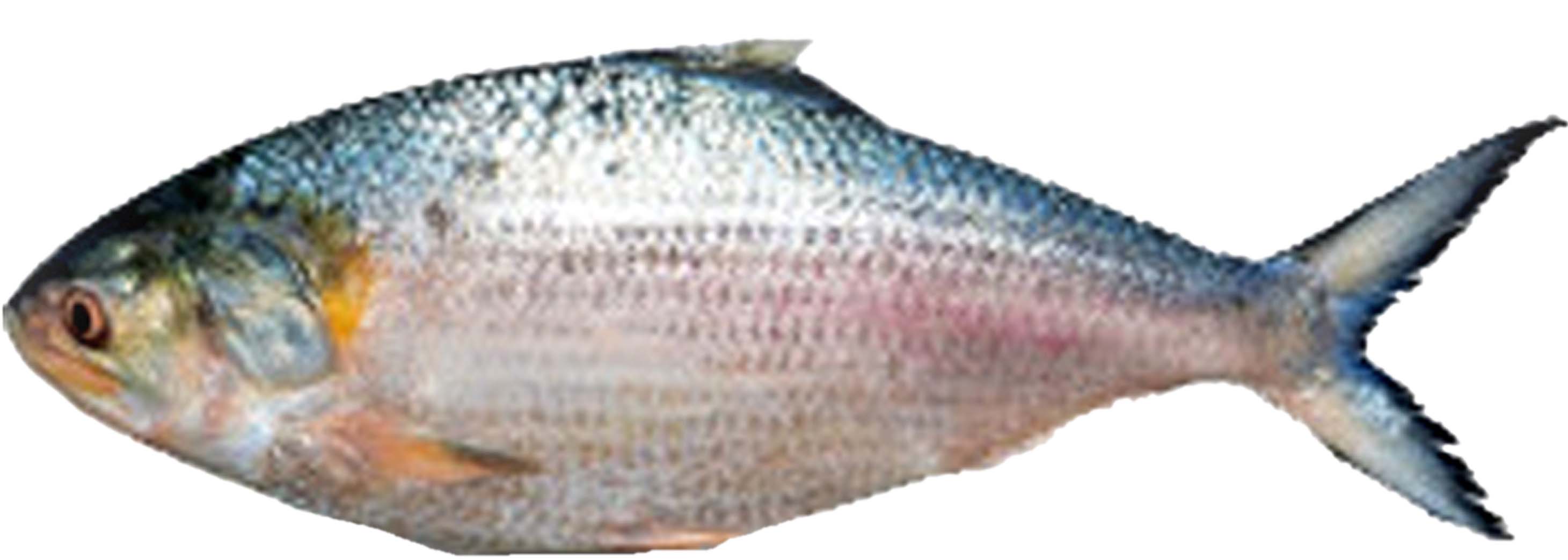 ইলিশ মাছ