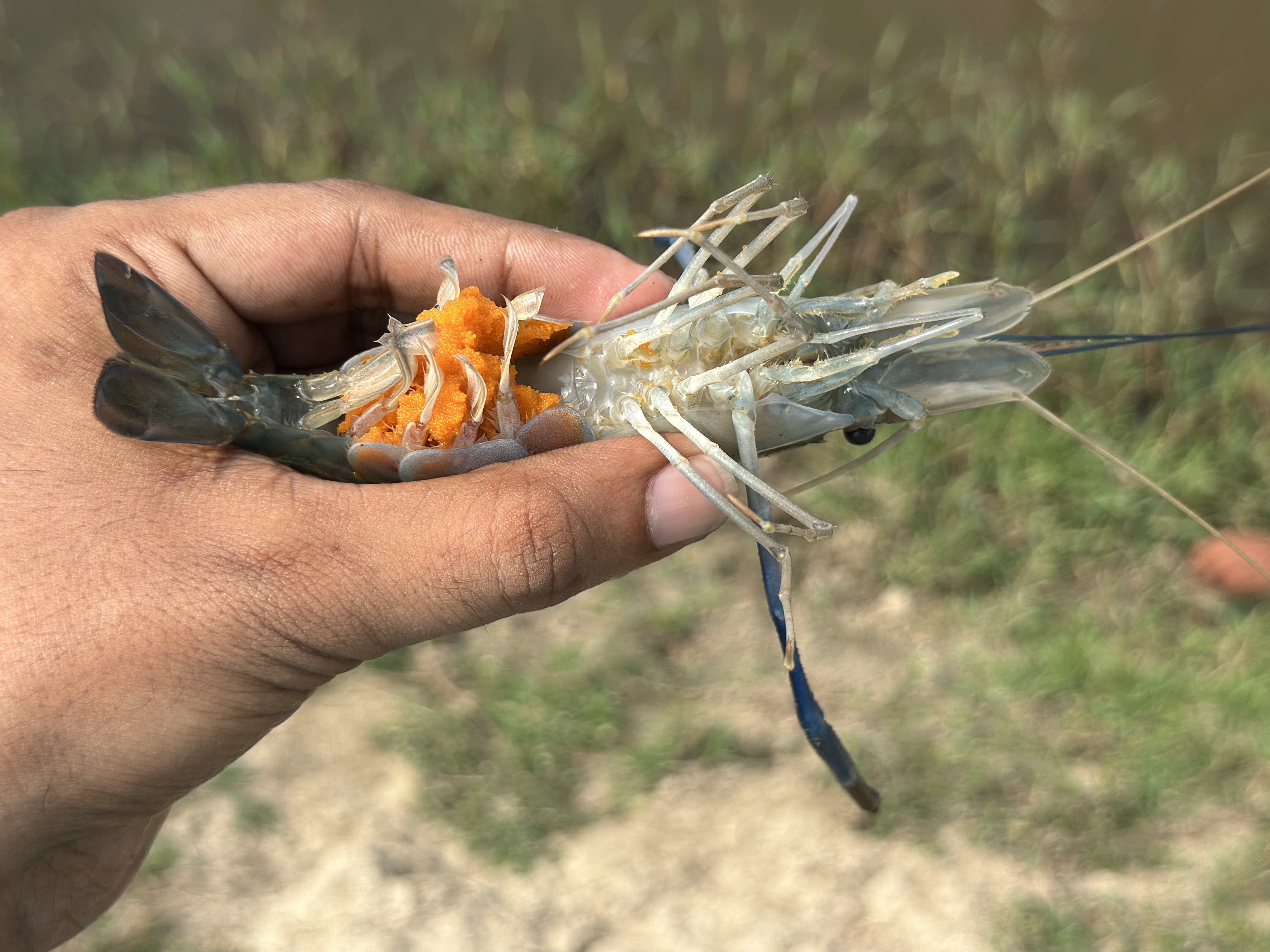 গলদা চিংড়ি