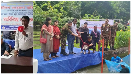 মা ইলিশ সংরক্ষণ অভিযান ২০২৫-২৬ ও পোনা অবমুক্তকরণ