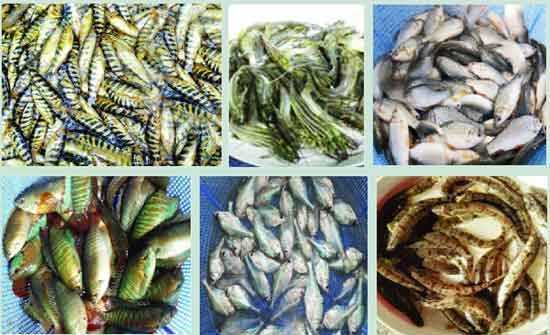 দেশীয় মাছ