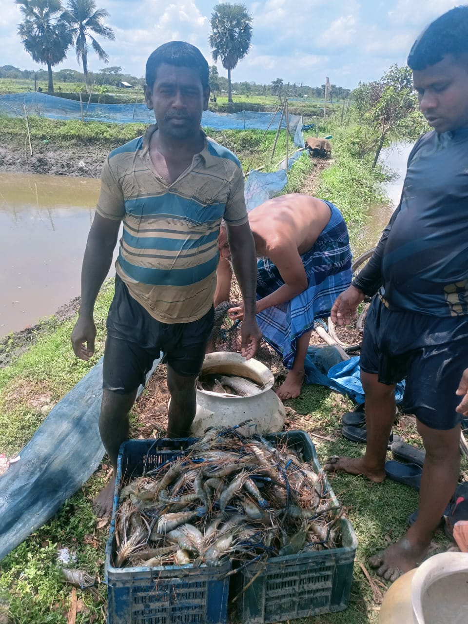 ক্লাস্টার চাষী