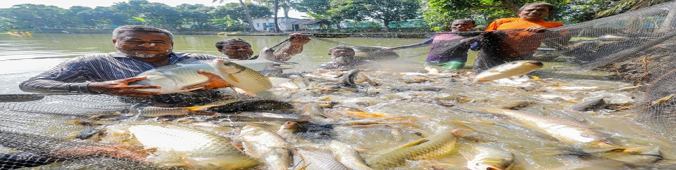 মাছ ধরা ছবি, ডুমুরিয়া