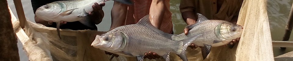 উপজেলা মৎস্য দপ্তর,দুপচাঁচিয়া, বগুড়া।