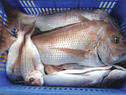 উন্মুক্ত জলাশয় থেকে মৎস্য আহরণ