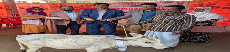 বকনা বাছুর বিতরণ