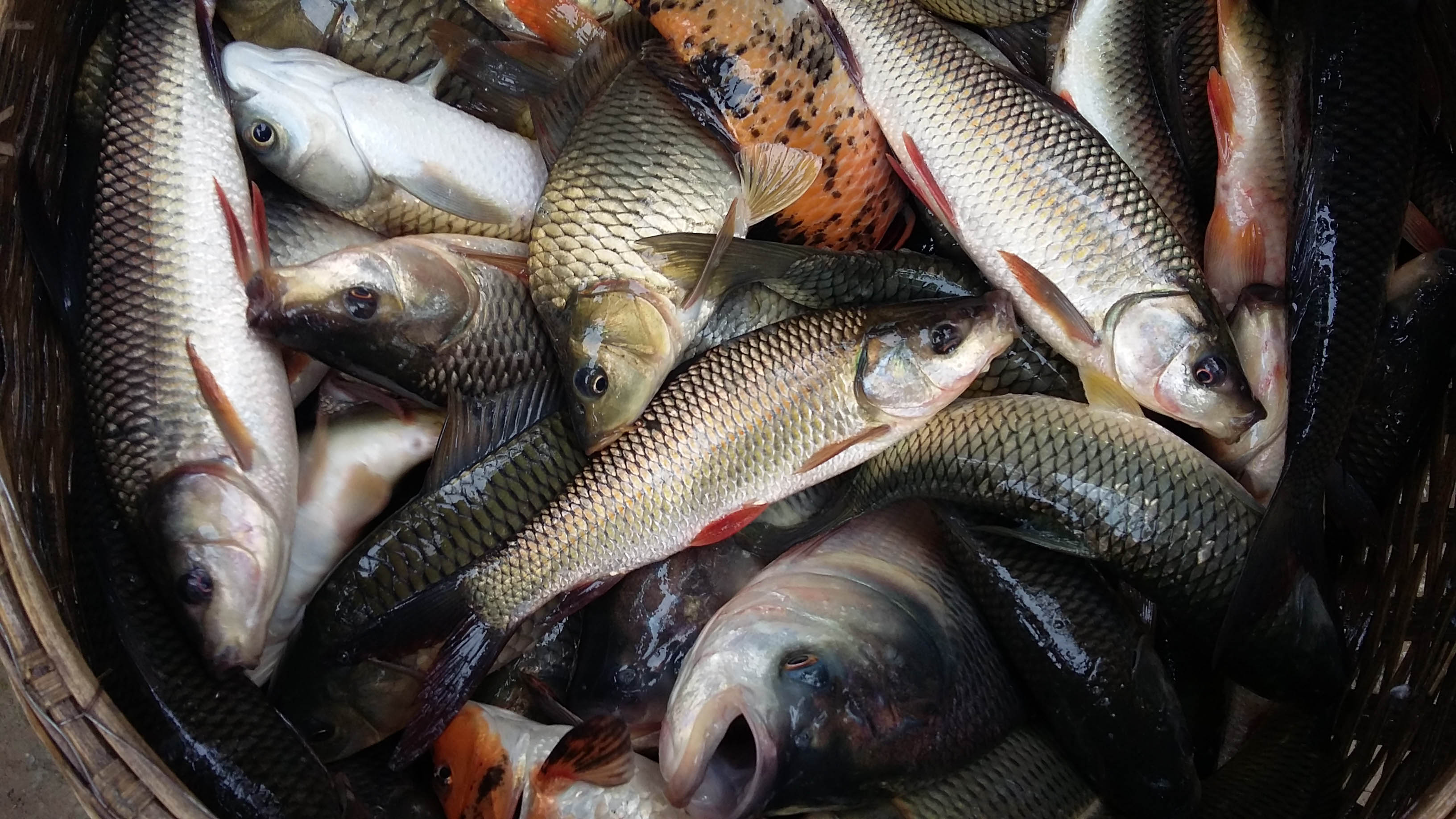 পোনা মাছের নমূনায়ন।