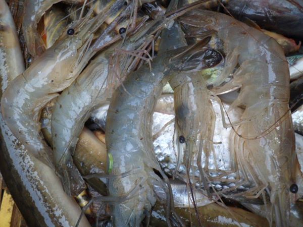 কুড়া গাঙ্গ এর চিংড়ি