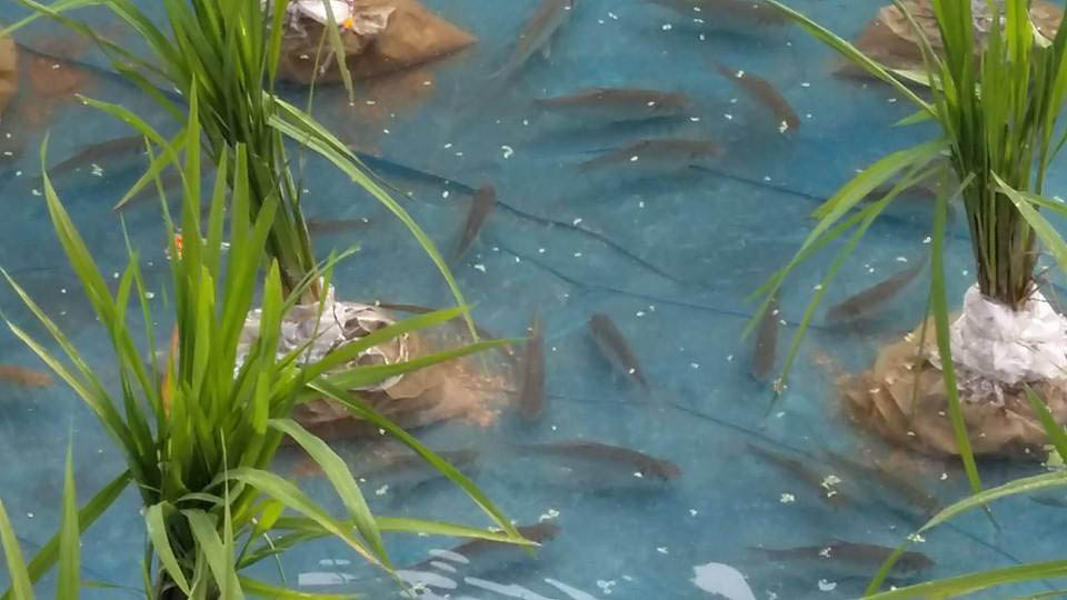 ধান ক্ষেতে মাছ চাষ।