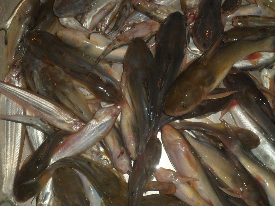 সুরমার রিটা মাছ।