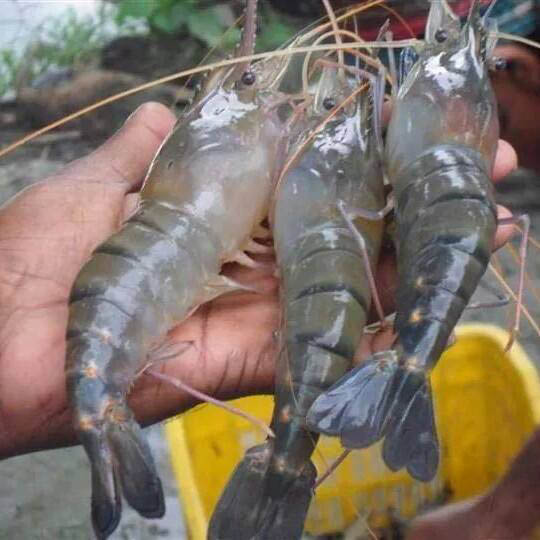 সুরমা নদীর গলদা চিংড়ি