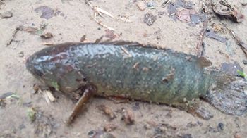 মৎস্য অভয়াশ্রমের প্রভাব