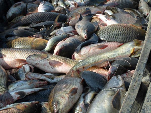 পাইল ফিশিং হতে আহরিত মাছ। 