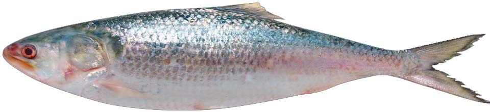 জাতীয় মাছ ইলিশ