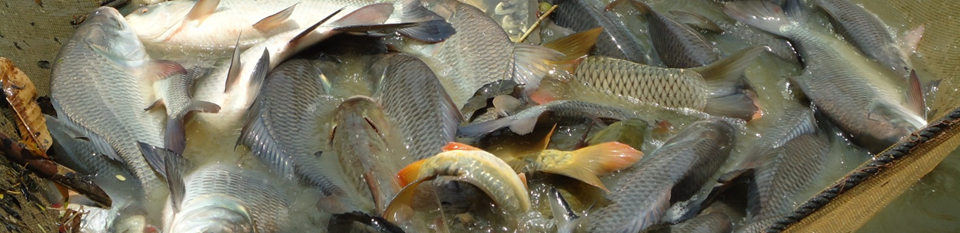 কার্প-জাতীয় মাছ