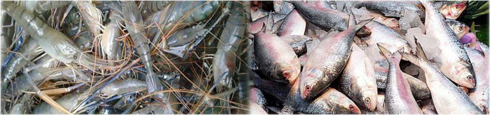 চিংড়ি ও ইলিশ