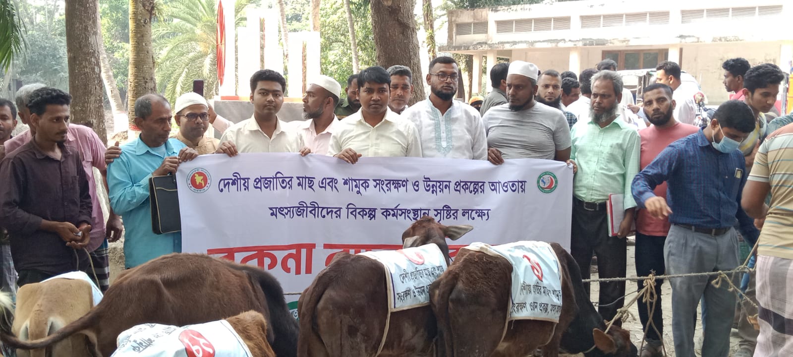 বকনা বাছুর বিতরন