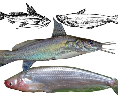 মাছচাষের উপকরণ প্রাপ্তির উৎস/ তথ্য সহজীকরণ