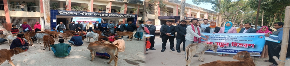 ইলিশ সম্পদ উন্নয়ন ও ব্যবস্থাপনা প্রকল্পের আওতায় বকনা বাছুর বিতরণ কার্যক্রম ২০২৫