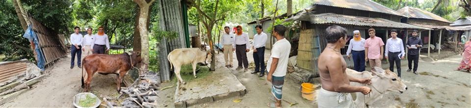 বকনা বাছুর পরিদর্শন কার্যক্রম