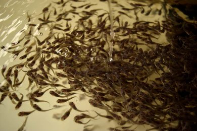 মৎস্যচাষের উপকরণ প্রাপ্তির তথ্য ও উৎস সহজীকরণ